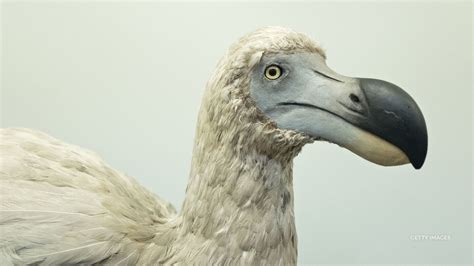 Scientists look to bring back dodo bird after hundreds of years