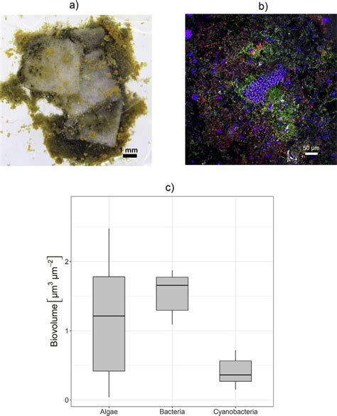 Images and biovolumes of PE aggregate from hypolimnion at day 22. a)... | Download Scientific ...