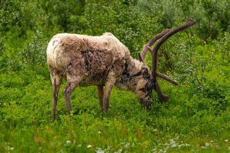 Eurasian Tundra Reindeer, Rangifer Tarandus Tarandus Grazing on Green Grass in Its Natural ...