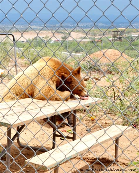 out-of-africa-wildlife-park-bear - Brie Brie Blooms