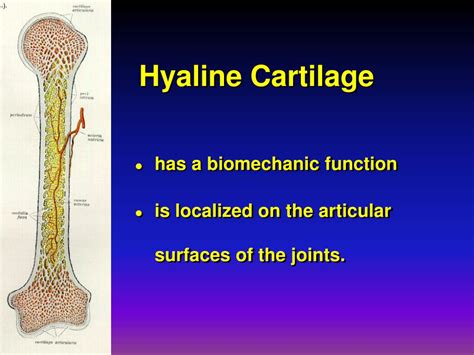 PPT - The biology of cartilage PowerPoint Presentation, free download ...