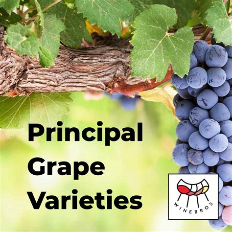 Principal Grape Varieties | WineBros