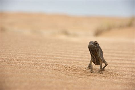 Petra Hekkenberg, photography Namibia wildlife