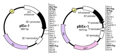 Insect Cell Expression Vectors and Reagents | Life Science Research | Merck