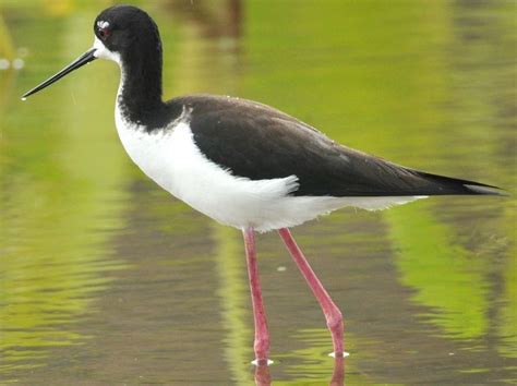 (#2152) Ae‘ o - Hawaiian Stilt | Endangered, Native hawaiian, Birds