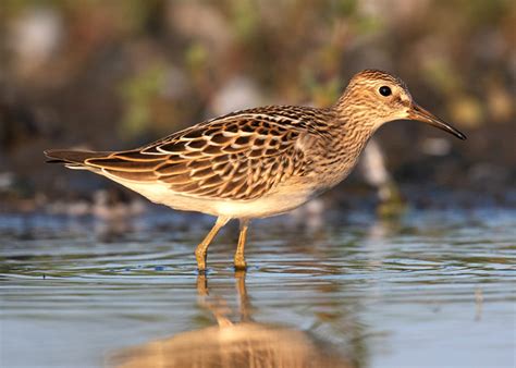 It’s Spring Migration! How Many Shorebirds Have You Seen? – BirdsCaribbean