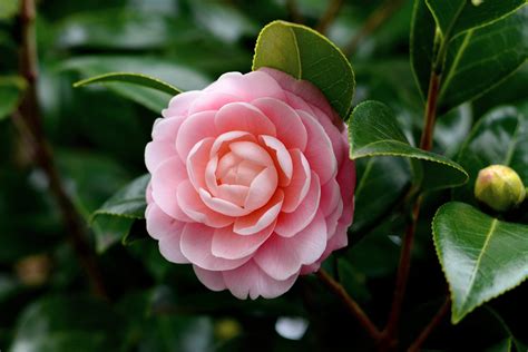 360x640 resolution | pink flower, camellia japonica HD wallpaper | Wallpaper Flare