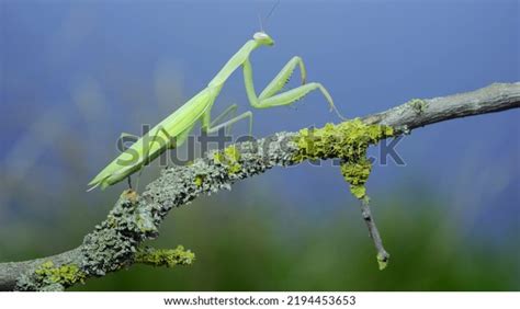 1,186 Praying Mantis Blue Background Images, Stock Photos & Vectors ...