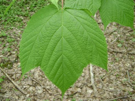 Striped Maple - Plant It Wild! | Native Michigan Plants