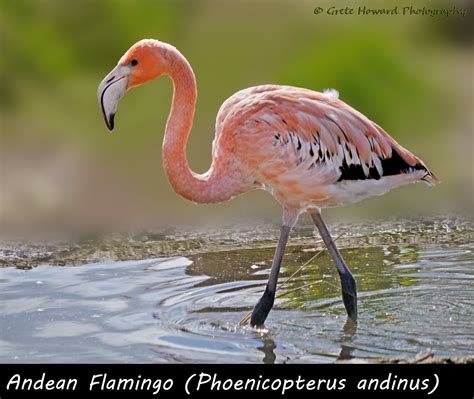 Flamingo, Andean | The Andean flamingo (Phoenicopterus andin… | Flickr