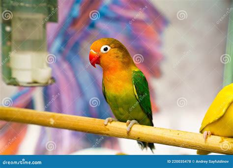 Lovebird Parrot. Bird is Inseparable. Large, Colorful, Beautiful ...