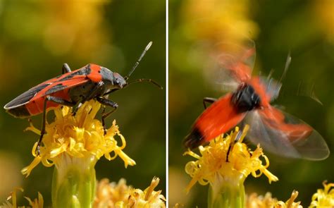 Lygaeid Bug (Lygaeidae, Heteroptera, Hemiptera) - on the f… | Flickr