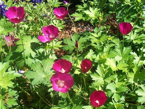 Online Plant Guide - Callirhoe involucrata / Purple Poppy Mallow