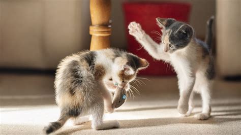 Why Are My Cats Fighting? | Why Cats Fight With Each Other