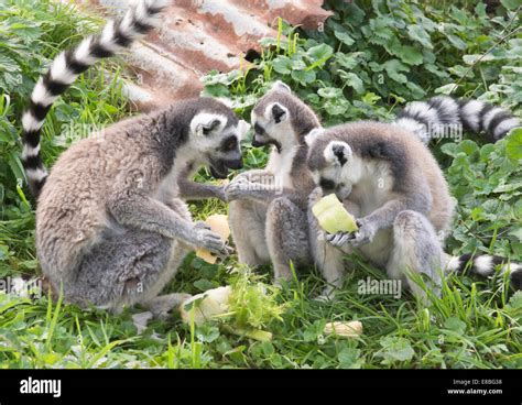 Animals at the Wild Place Project Bristol Zoo England Ring tailed ...