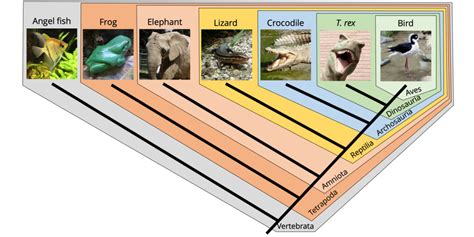 Systematics | Digital Atlas of Ancient Life