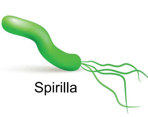 Find out spiral shaped bacteria from the following: