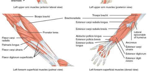 Anatomi Otot Lengan Atas Pada Ekstremitas Superior Manusia - Anatomi ...