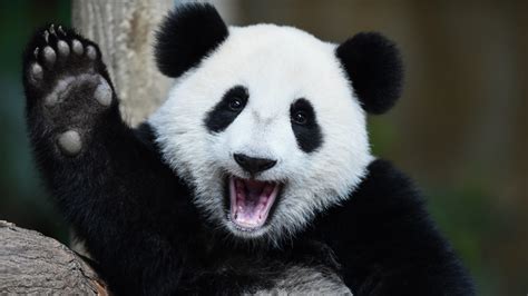 China Disputes Ruling on Giant Pandas, Says They Remain Endangered