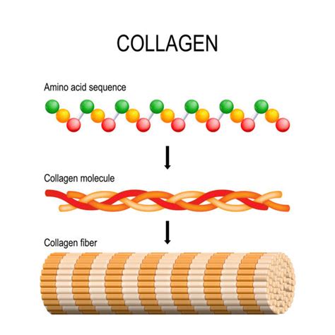 16,300+ Collagen Molecule Stock Photos, Pictures & Royalty-Free Images - iStock