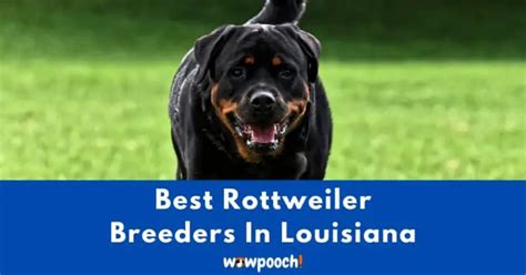 Top 6 Best Rottweiler Breeders In Louisiana (LA) State