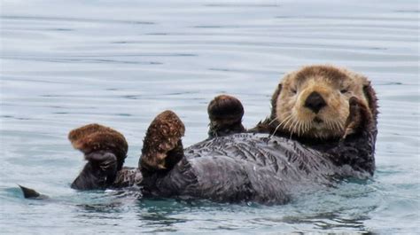 Decisive sea otters distinguish differences by touch | University of ...