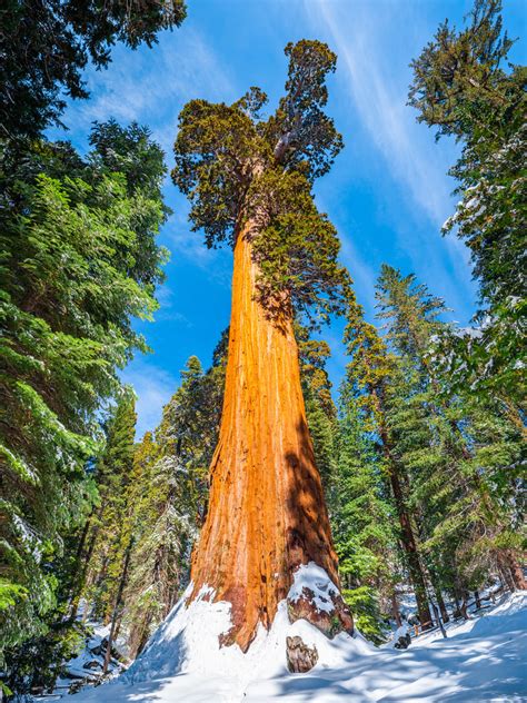 General Grant Giant Sequoia Tree! Grant's Grove Giant Sequoia Trees Kings Canyon National Park ...