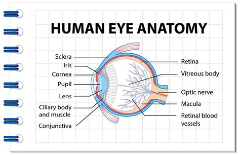 Diagram of human eye anatomy with label 1783941 Vector Art at Vecteezy