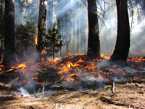 2022 Wildland Fire Canada Conference — Association for Fire Ecology