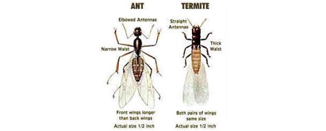 Ant or Termite Comparison - Summit Termite & Pest Control