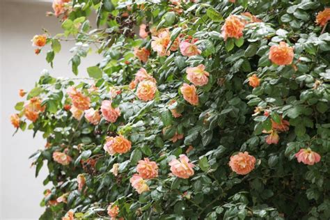 6 Orange Rose Bushes That Add Juicy, Joyful Color to Your Yard | LoveToKnow