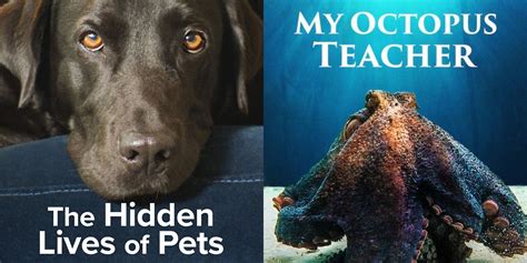 5 Best Animal Documentaries To Stream On Netflix Right Now