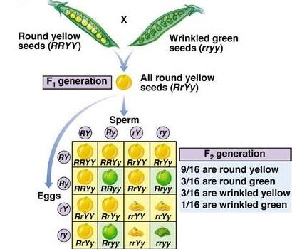 The phenotypic ratio for Mendel’s dihybrid cross is (2024)