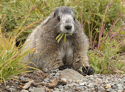 Marmot Eating Salad Photograph by Marv Vandehey