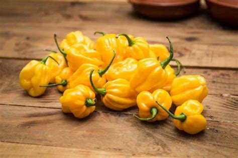 Pepper Hot - Habanero Yellow Organic - Premier Seeds Direct