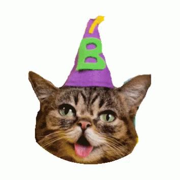 Cat Laughing GIF - Cat Laughing Party - Discover & Share GIFs