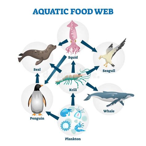 Aquatic Food Web Vector Illustration