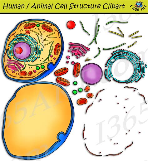 Human Cell Structure Clipart Set Download - Clipart 4 School