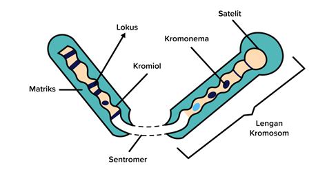 Gambarkan dan jelaskan struktur sebuah kromosom!