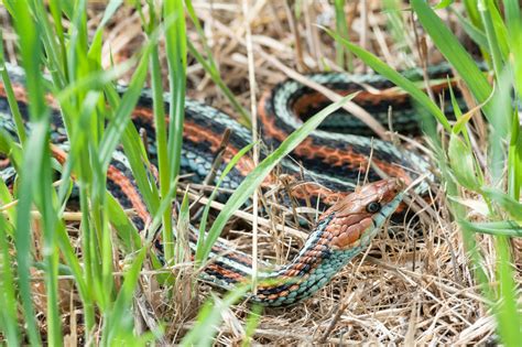 San Francisco Garter Snake (Amphibians and Reptiles of Ano Nuevo State ...