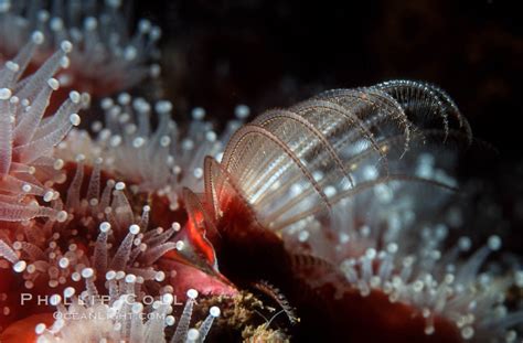 Acorn barnacle, Megabalanus californicus photo, Monterey, California