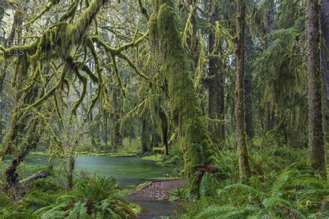 Mossy lush forest along the Maple Glade Trail in the Quinault ...