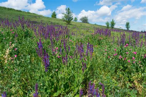 Wild sage flowers stock image. Image of fresh, nature - 107603905