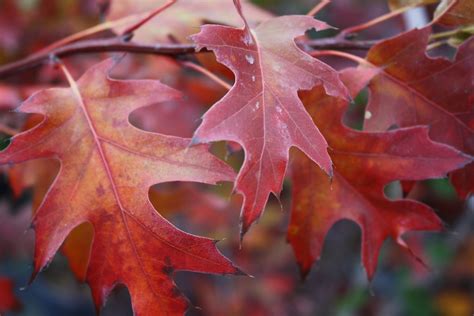 Red Oak fall colour 2 — Ontario Native Plant Nursery | Container Grown | (705)466-6290