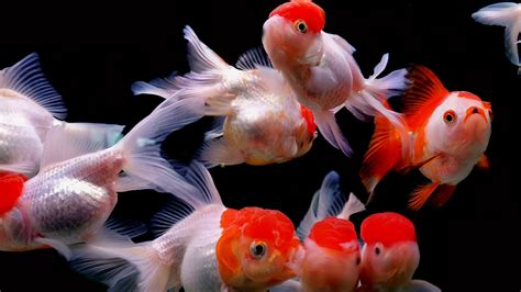 Red Cap Oranda Goldfish 4K HD Wallpapers