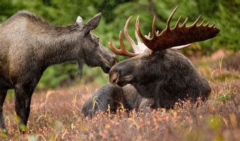 10 Animals you will find in Canada - Wildlife in Canada