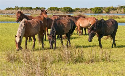 Wild Horses of Cedar Island, NC - How We DID that... Uncommon Tales and Tutorials