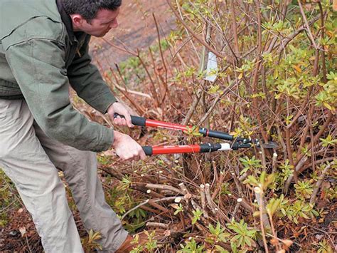 Pruning azaleas - www.scliving.coop