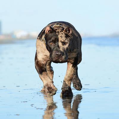 Award-Winning Breeders of World-Famous Two-Faced Merle American Bully ...