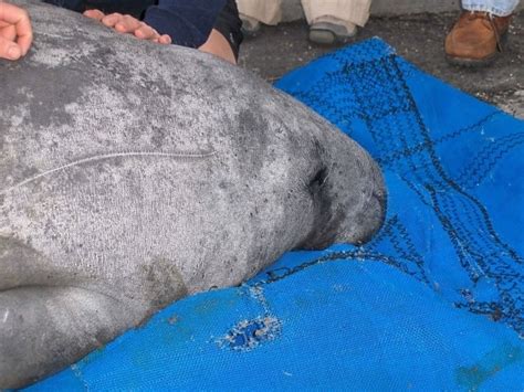 Free picture: manatee, scratching, marine mammal